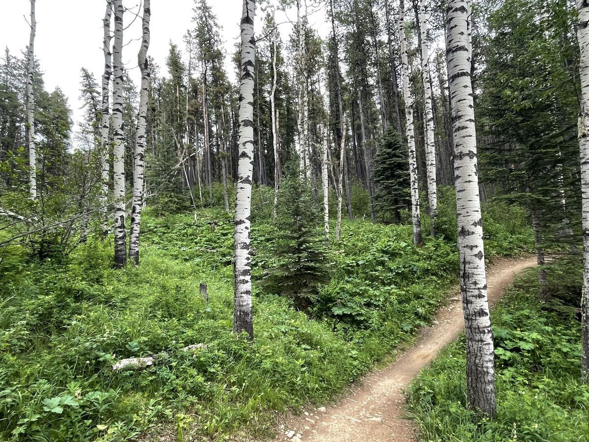 Strange Brew Loop in Bragg Creek, AB