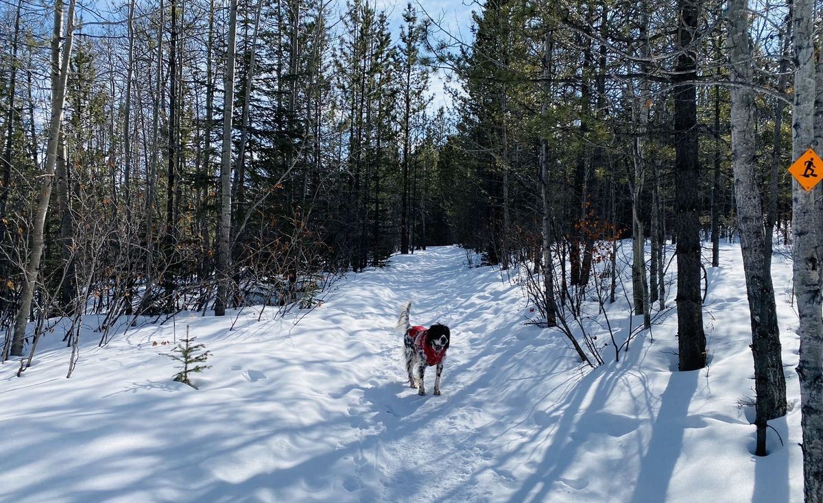 Showshoe Hare Loop in Bragg Creek, AB