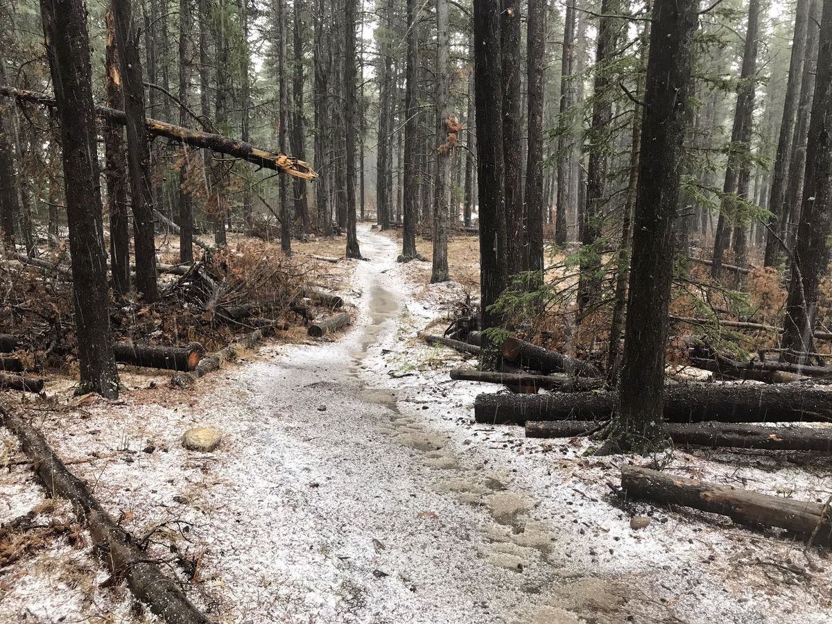 Braggin Rights Trail in Bragg Creek, AB