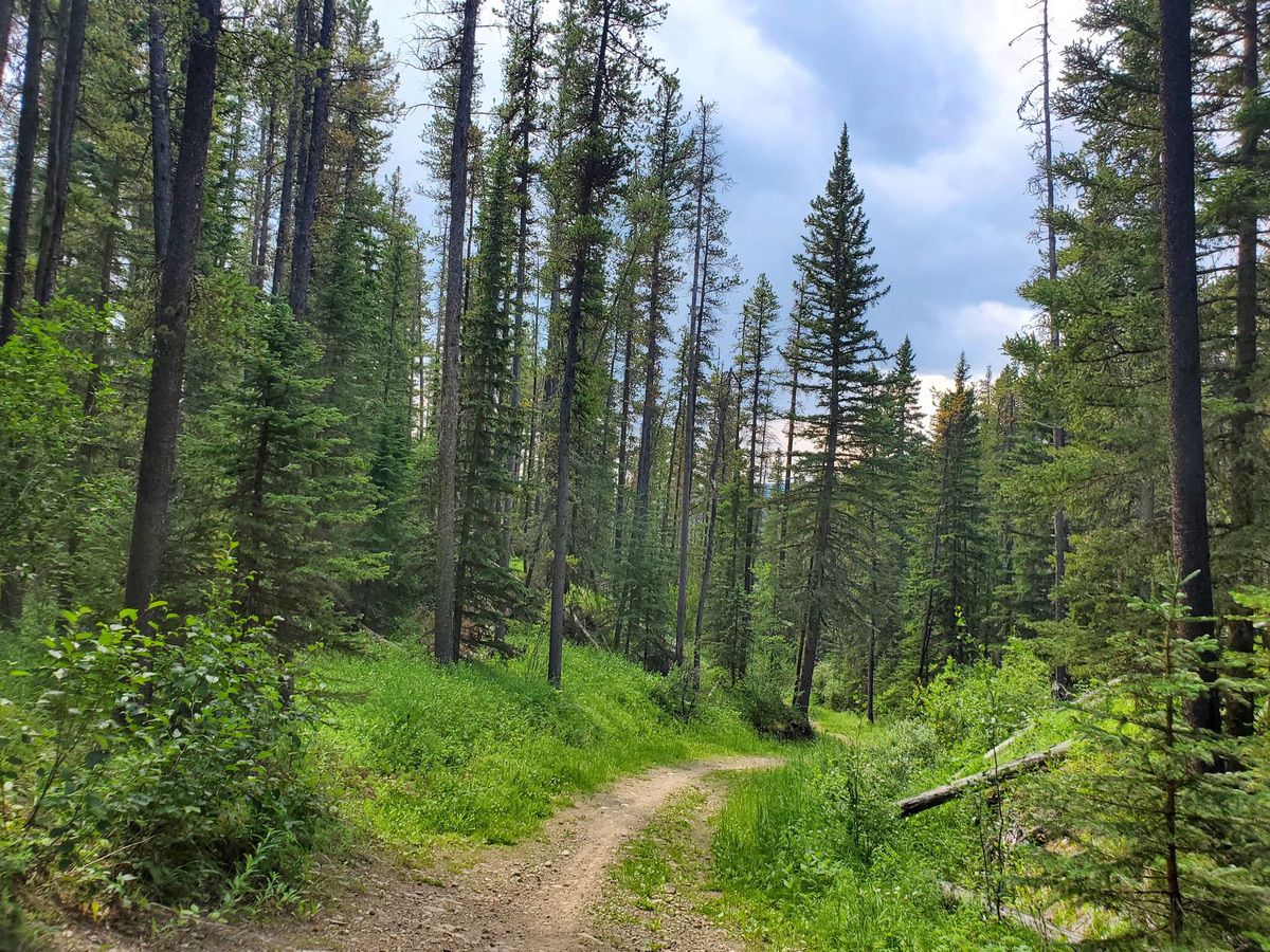 Telephone Trail in Bragg Creek, Alberta