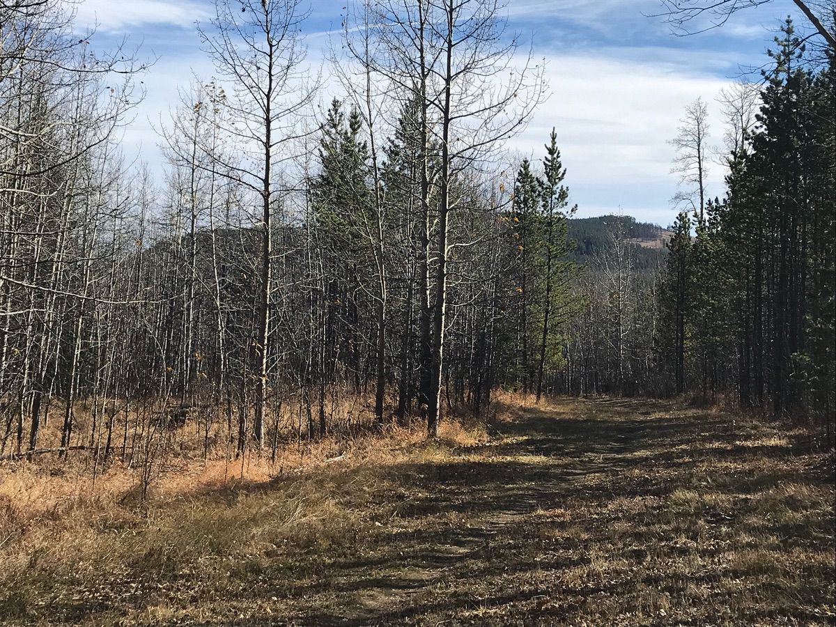 Hostel Meadows Trail Loop in Bragg Creek, AB