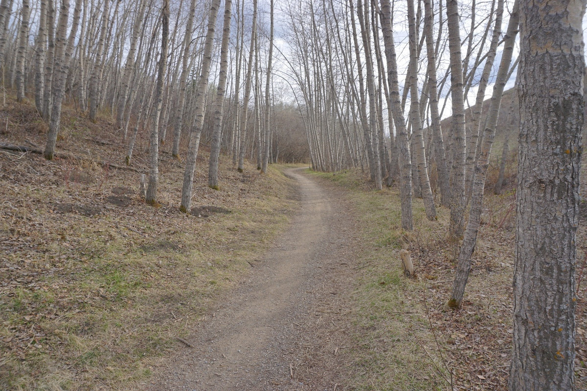 MacEwan Hollow Trail at Nose Hill Park Calgary