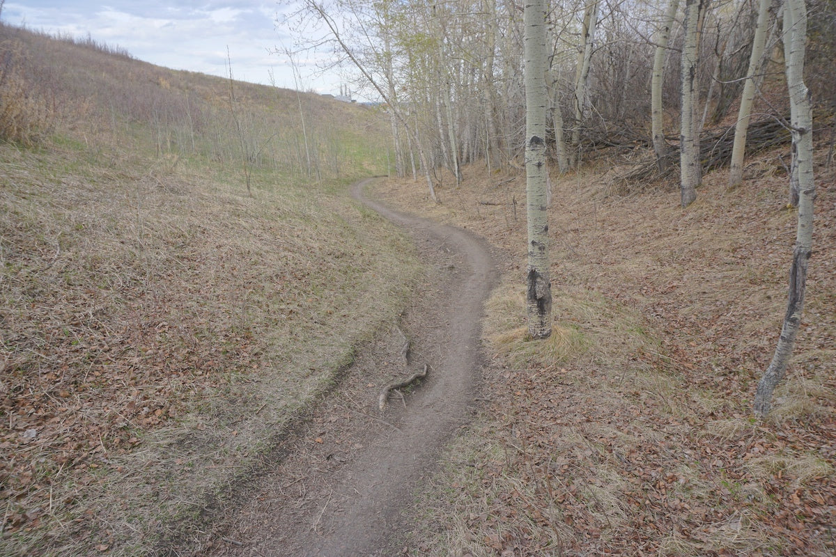 MacEwan DH Trail at Nose Hill Park Calgary
