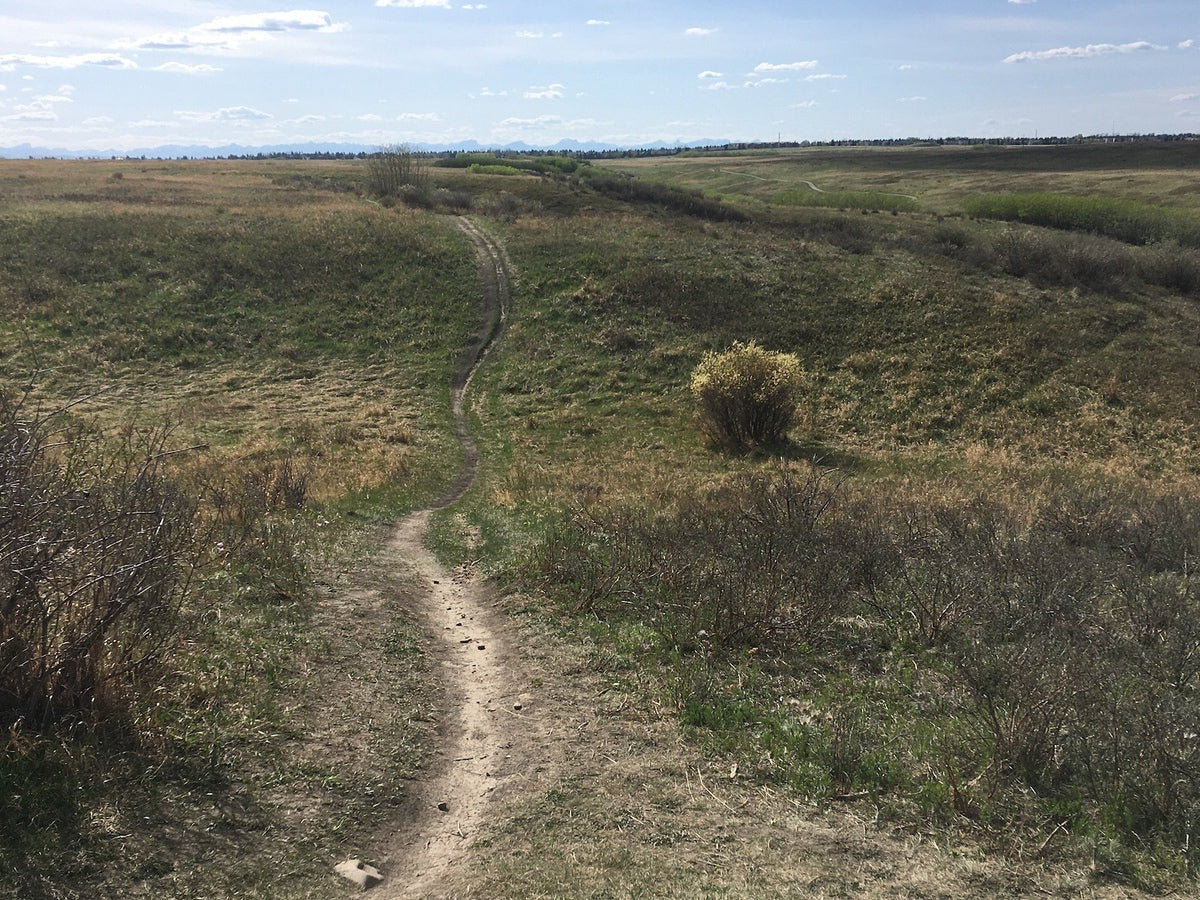 Dave Sullivan’s Nose Hill Single Track Loop Calgary